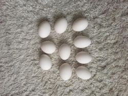 Incubated fertile Parrot eggs