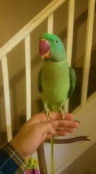 Beautiful Talking Alexandrine Parrots For Sell.