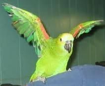 full weaned amazon parrots for sale