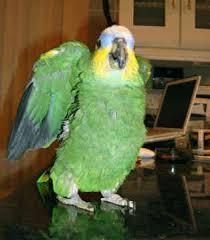 adorable Amazon parrots