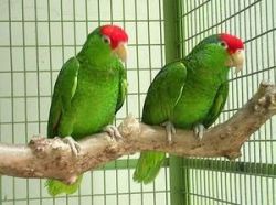 Amazon Parrots For Sale 4 Months Of Age