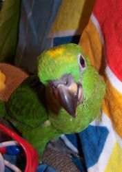 Pet Amazon Parrot Species On Sale