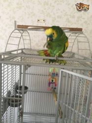 Bolivian Blue Fronted Amazon For Sale