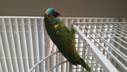 Blue Fronted Amazon Parrot With Large Bird Cage