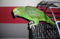 Yellow crowned Amazon Parrots For Adoption