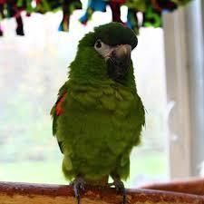 amazon parrot for adoption