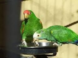 registered Amazon parrots