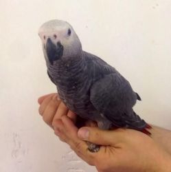 African Grey For Adoption