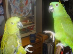 2 Amazons-Breeding Pair, Tame , Healthy, w/Large Cage