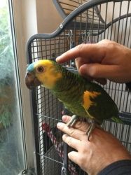 Blue fronted amazon parrots for sale.