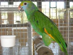 The Blue Fronted Amazon parrot ready for sale