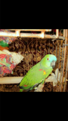 Multi lingual Amazon bird needs new home