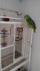 amazon parrot for sale 500$ each, male and female,including a giant ..