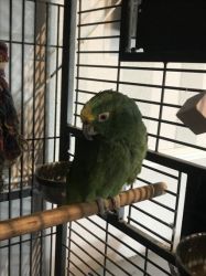Amazing Amazone parrots not for sale but for free