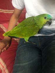 Super Tame Blue Fronted Amazon Baby