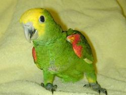 Double yellow Amazon parrots for christmass
