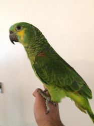 Semi Tame Amazon parrots
