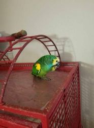 Cute loving Amazon parrot with cage for adoption