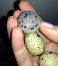 Amazon Parrot Eggs
