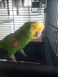 Rehoming parrot to raise money for daughter-in-law