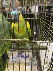 Amazon Parrots for sale