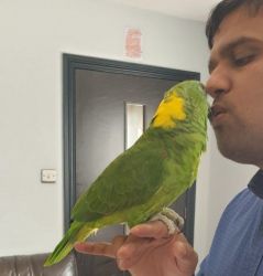 Hand Reared Yellow Naped Amazon Parrot For Sale