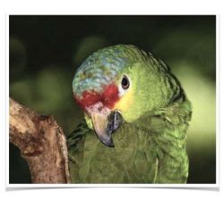 Large Green Red Lored Amazon Parrot