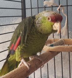 Green Cheeked Amazon with large cage for sale