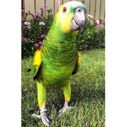 Cute Mazon Parrots Available