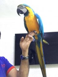 Available hand raised Blue and gold macaw parrots
