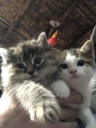 Calico kittens