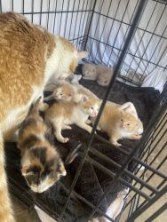 6 week old Orange kittens
