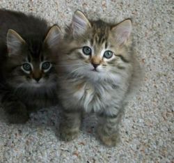 Three American Bobtail kittens