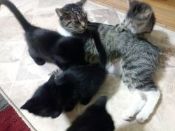 Bobtail mix kittens