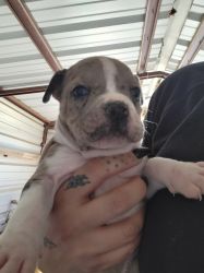 6week old Merle pit bull puppies vaccinated and dewormed for sale
