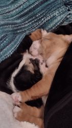 American bulldog shar-pei puppy