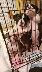 Pit puppies for sale