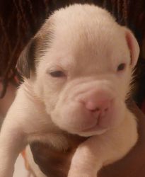 Bulldog puppies looking for a forever home