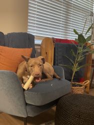 Pit mix free for a good home