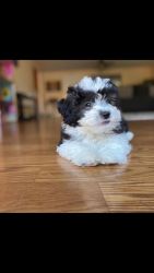 Looking for a sweet home Cute lovely Maltipoo puppy America Bulldog