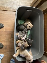 12 week old puppies