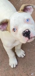 American Bully Baby Girl for Adoption