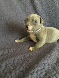 Full blooded blue pit bull puppies
