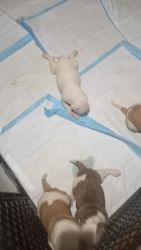 American Bulldog puppies for sale 4 weeks old