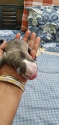 Pure American bully puppies