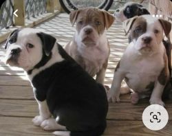 Adorable full blooded American Bulldogs