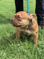 American Bully Puppy For Sale