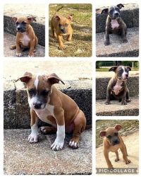 We have 6 pocket bullies for sale, 2 girls and 4 boys available