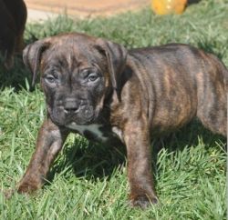 Brindle bully pup for sale