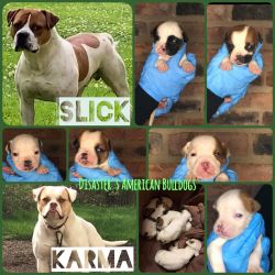 Am. bulldog puppies (ONLY MALES AVAILABLE)